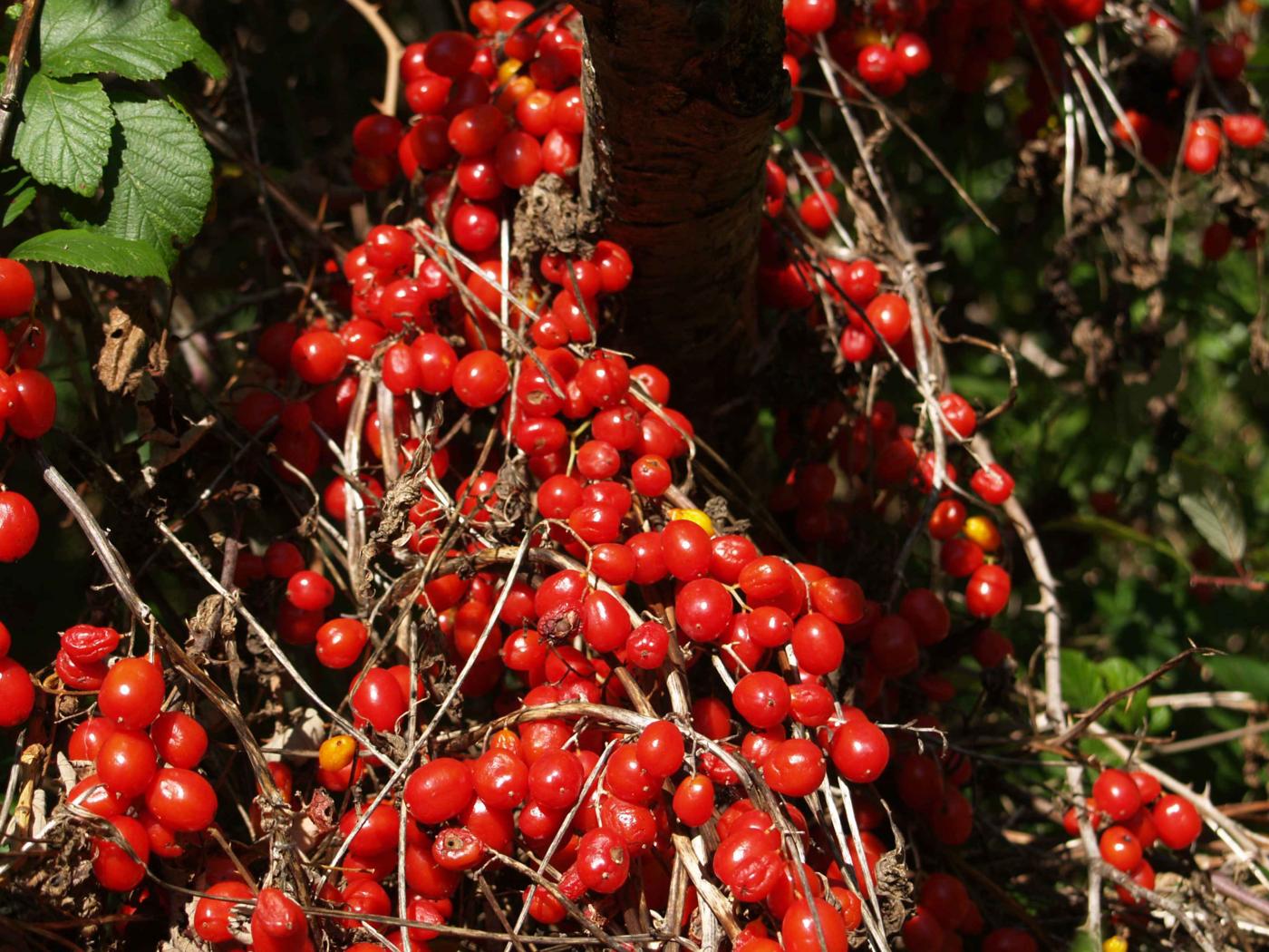 Bryony, Black fruit